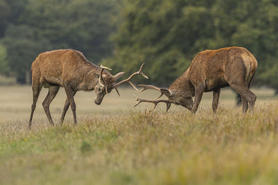 Deer in a field