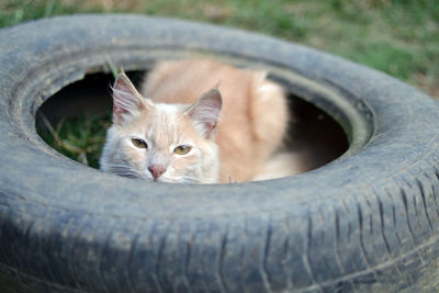 Portrait of cat seen through tire