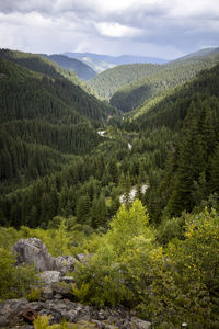 Scenic view of pine trees and mountains against sky