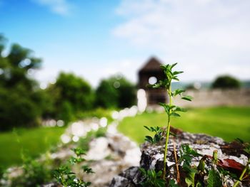 Close-up of plant growing on field against sky