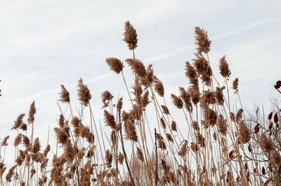Low angle view of stalks in field against sky