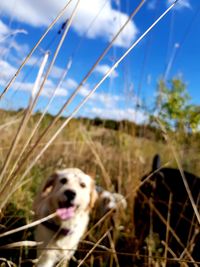 Close-up of dog on field