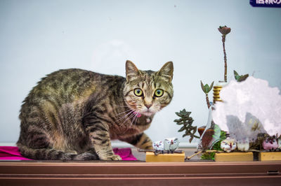 Portrait of tabby cat on table