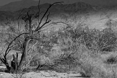 Close-up of bare trees on landscape