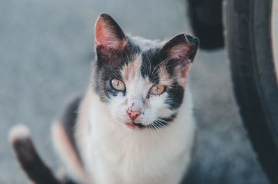 Close-up portrait of a cat