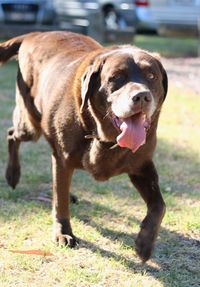 Portrait of dog standing in park