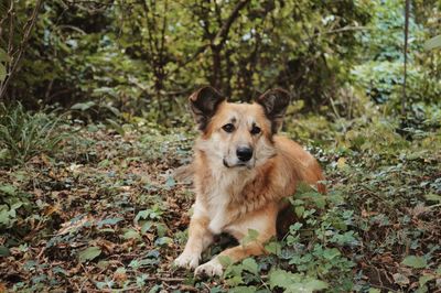 Portrait of dog in forest