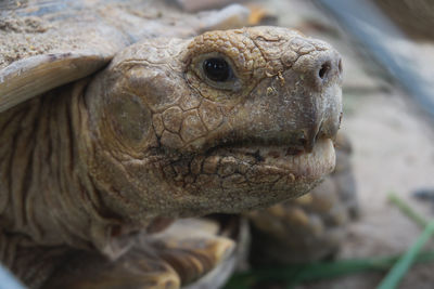 Close-up of a lizard