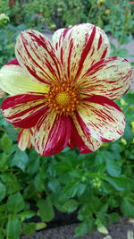 Close-up of flower blooming outdoors