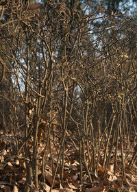 Bare trees in forest