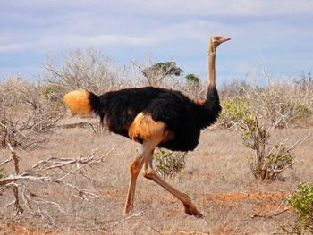 Side view of a bird on land