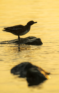 Silhouette bird in lake during sunset