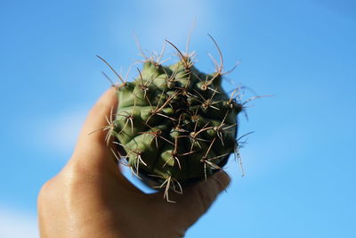 Close-up of hand holding cactus plant against clear blue sky