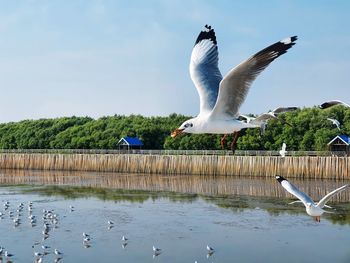 Seagulls flying over lake against sky