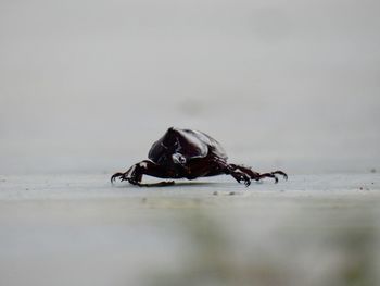 Close-up of scarab beetle on street