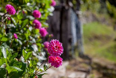 Close-up of pink flowering plant