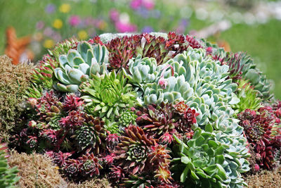 Close-up of fresh cactus plants