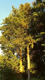 Low angle view of trees