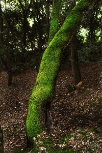 Moss growing on tree trunk in forest