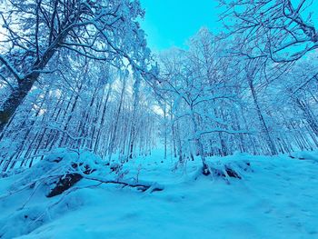 Snow covered land and trees in forest