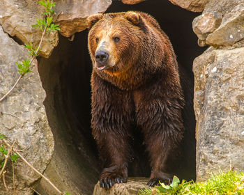 Brown bear coming out of a cave