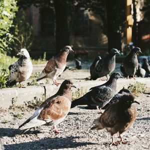Close-up of pigeon