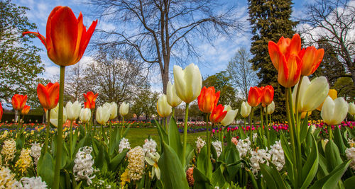 Close-up of multi colored tulips growing in garden