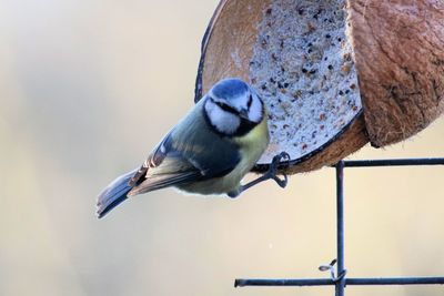 Close-up of bird perching outdoors