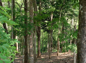 Trees growing in forest