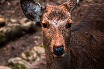 Close-up portrait of horse