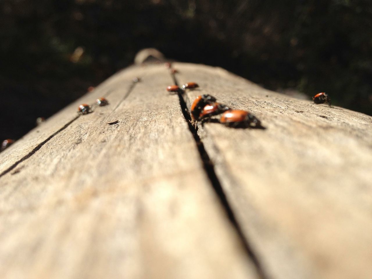 insect, animal themes, one animal, animals in the wild, wildlife, selective focus, close-up, ant, nature, focus on foreground, outdoors, day, animal antenna, zoology, no people, spider, high angle view, arthropod, dragonfly, fly