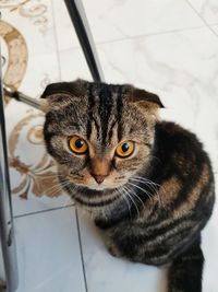 Close-up portrait of tabby cat