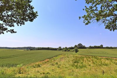 Scenic view of field against clear sky