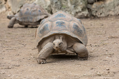 Close-up of a turtle on ground