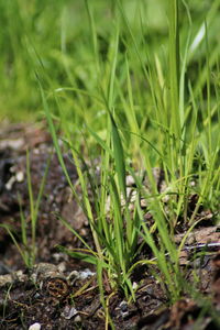 High angle view of grass growing on field