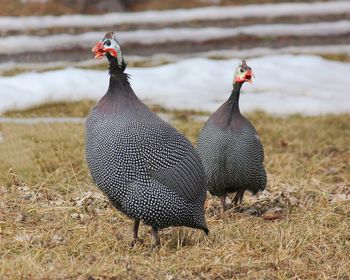 View of an animal on field