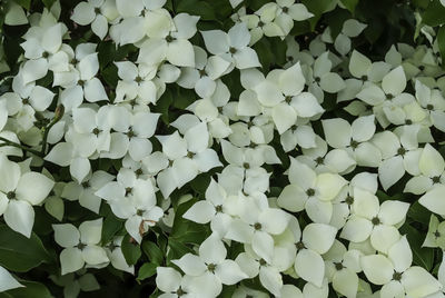 Full frame shot of white flowering plants