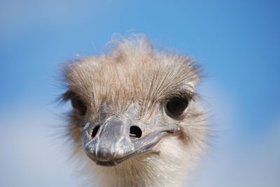 Close-up portrait of ostrich against sky