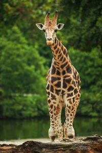 Portrait of giraffe