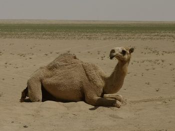 Lion relaxing on sand