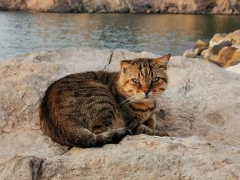 Portrait of a cat sitting on rock