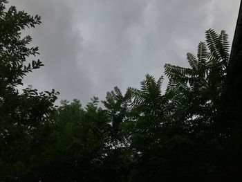 Low angle view of trees against sky