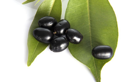 Close-up of black berries on white background