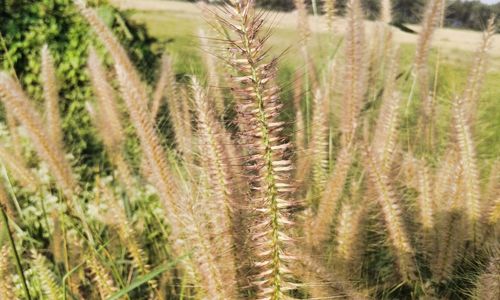 Close-up of grass growing in field