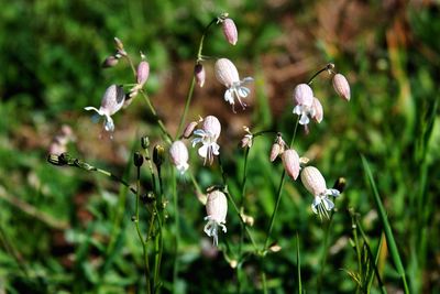 Close-up of white flowers blooming outdoors