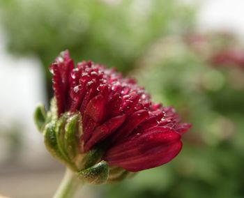 Close-up of red flower