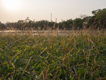 Plants growing on field against sky