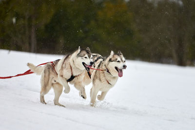 Running husky dog on sled dog racing. winter dog sport sled team competition. husky dogs in harness
