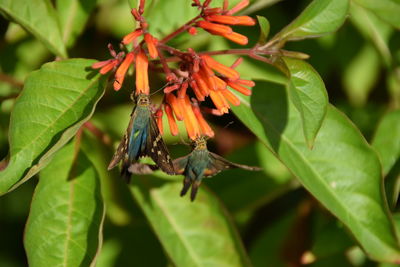 Close-up of insect on plant