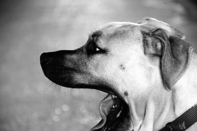 Close-up of dog yawning